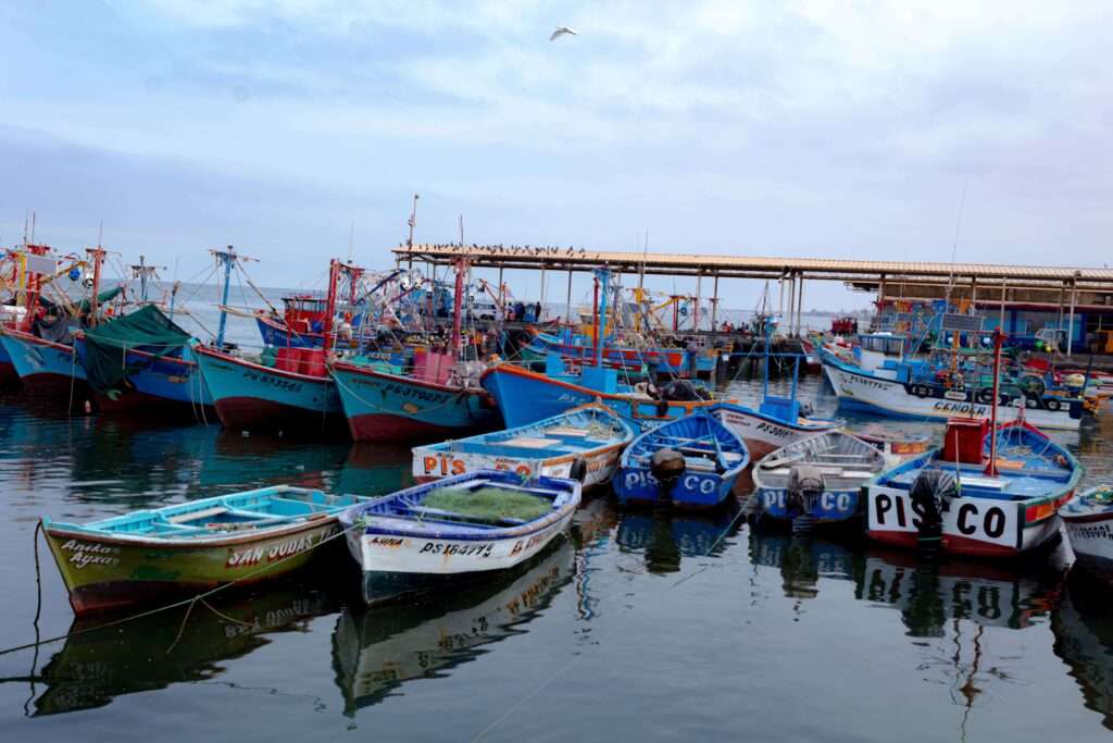 Botes en pisco