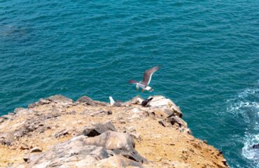 Pisco - aves