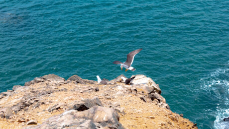 Pisco - aves