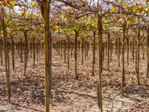 bodegas de Pisco